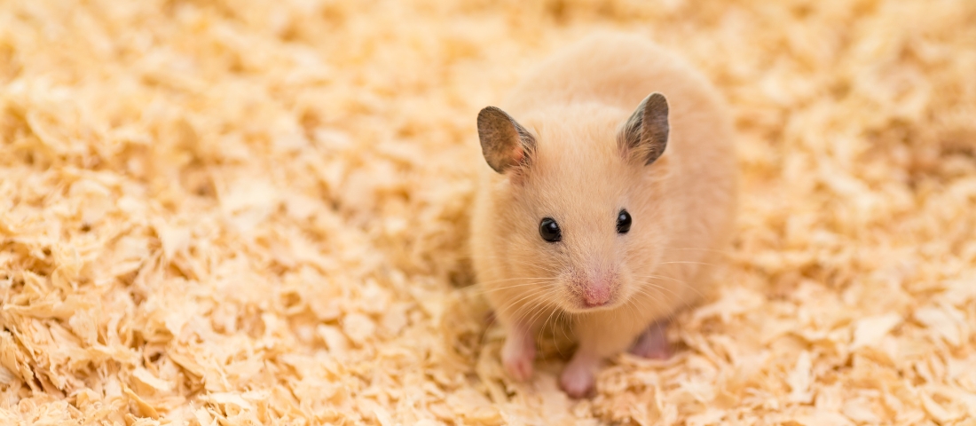 Hamster im Nagarium