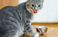 Graue Katze am Fressnapf