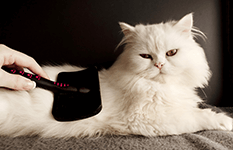 Pflege einer Katze mit einer Fellbürste