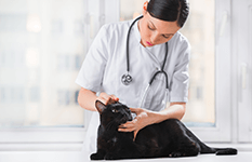 Schwarze Katze bei dem Tierarzt