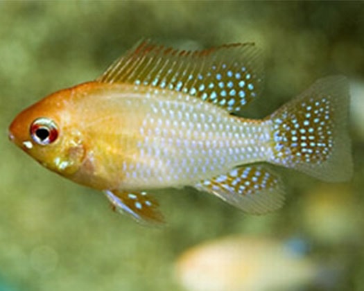 Schmetterlingsbuntbarsch gold