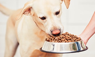 Hund Fütterung aus Napf