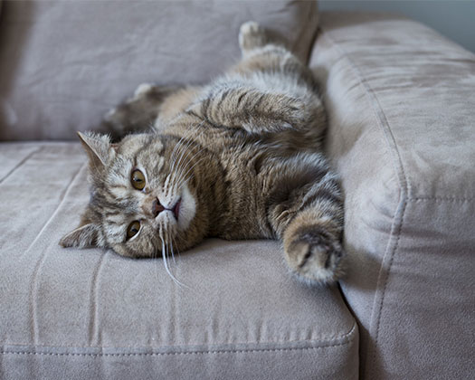 Katze auf Couch