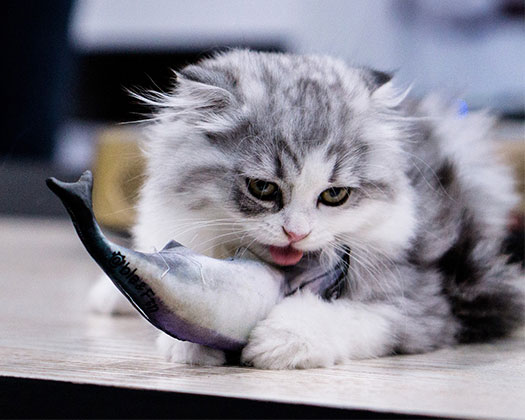 Eine Katze verspeist einen Fisch
